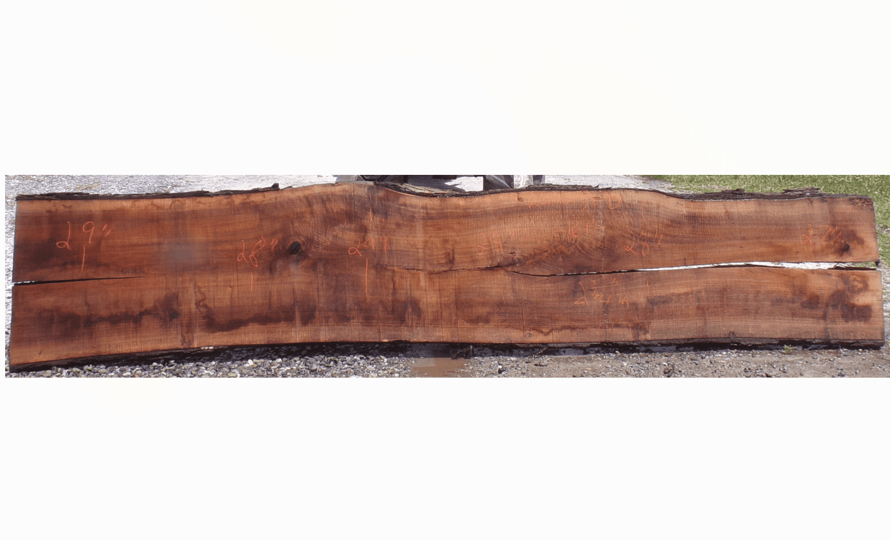 Live Edge Walnut Slab 51D