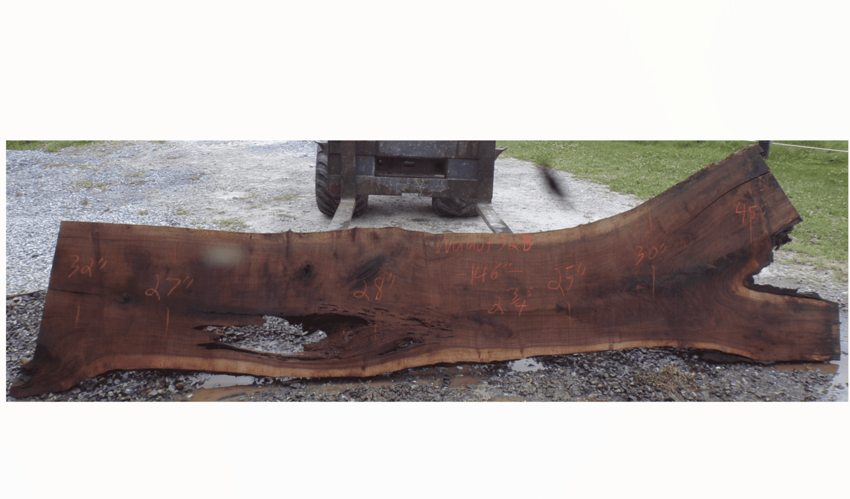 Live Edge Walnut Slab 52B