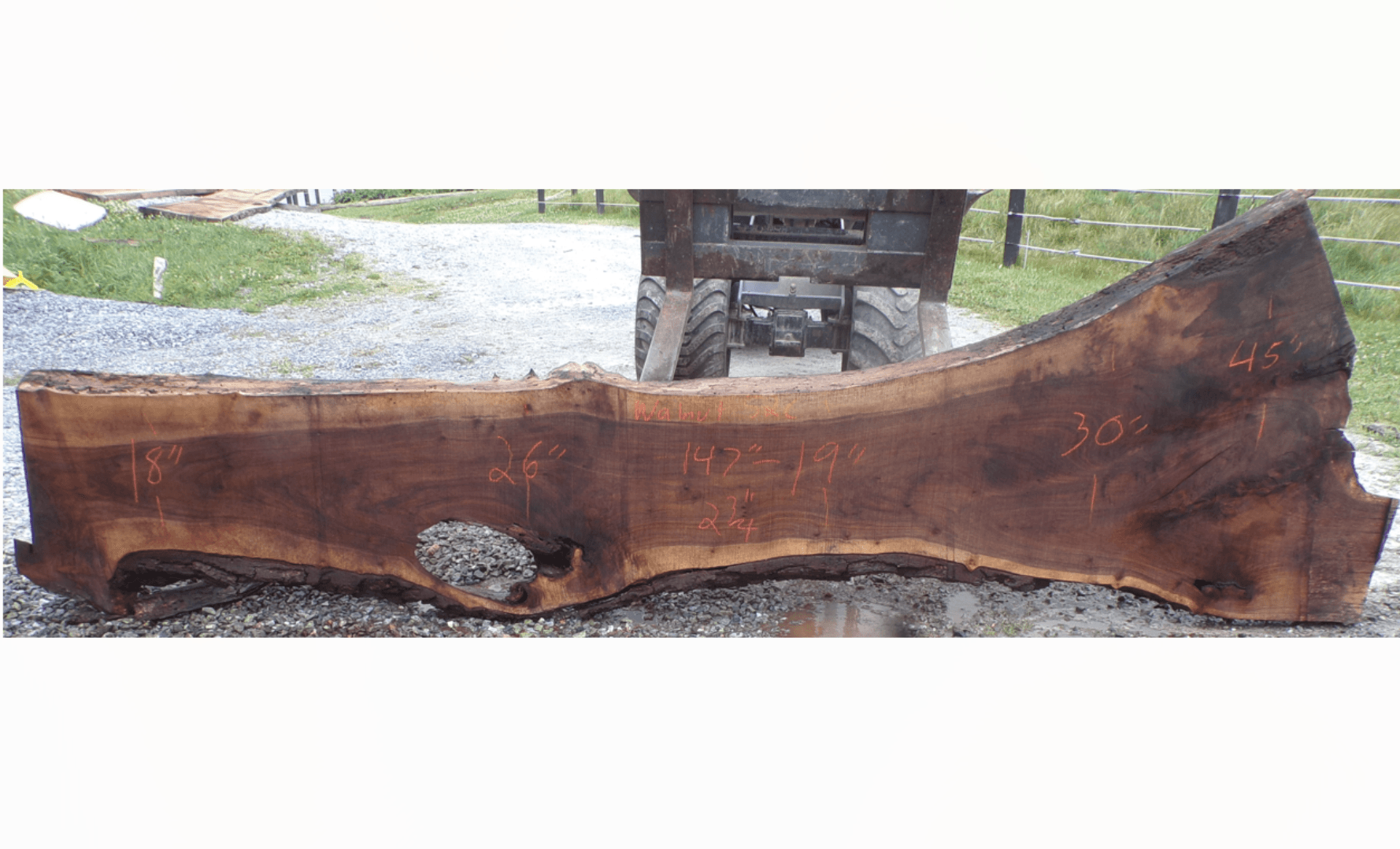 Live Edge Walnut Slab 52C