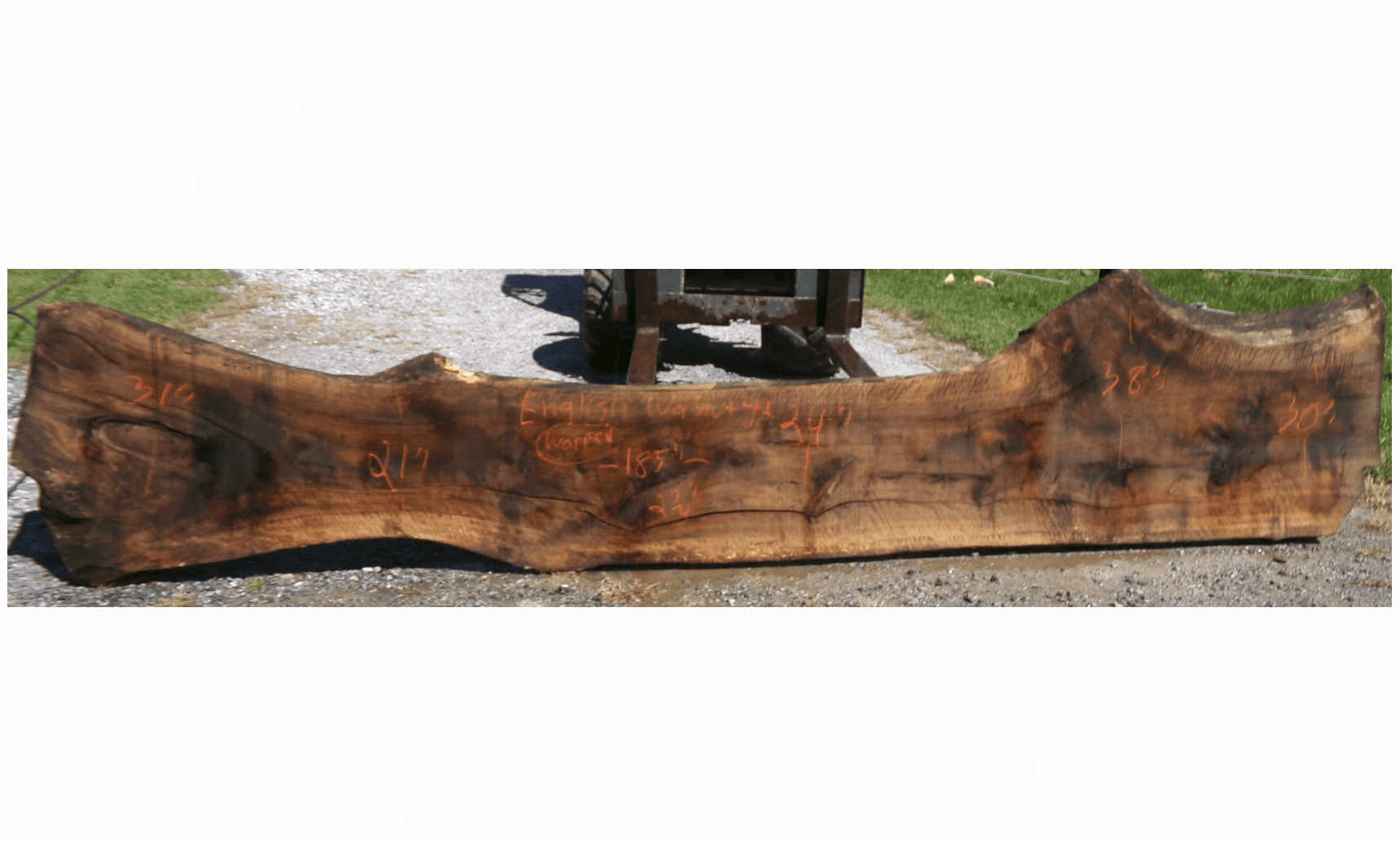 Live Edge English Walnut Slab 4A