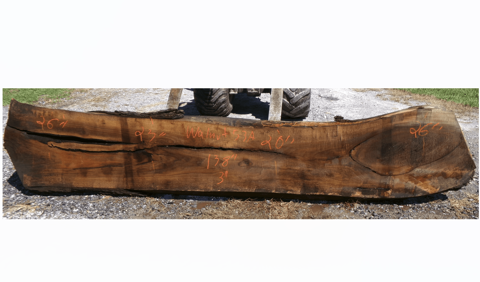 Live Edge Walnut Slab 53A