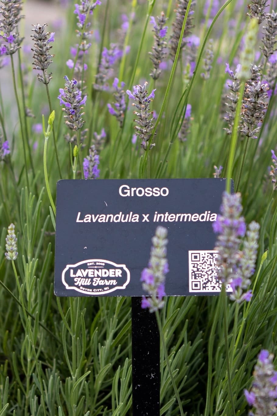 Grosso Lavender Essential Oil - thumbnail 4