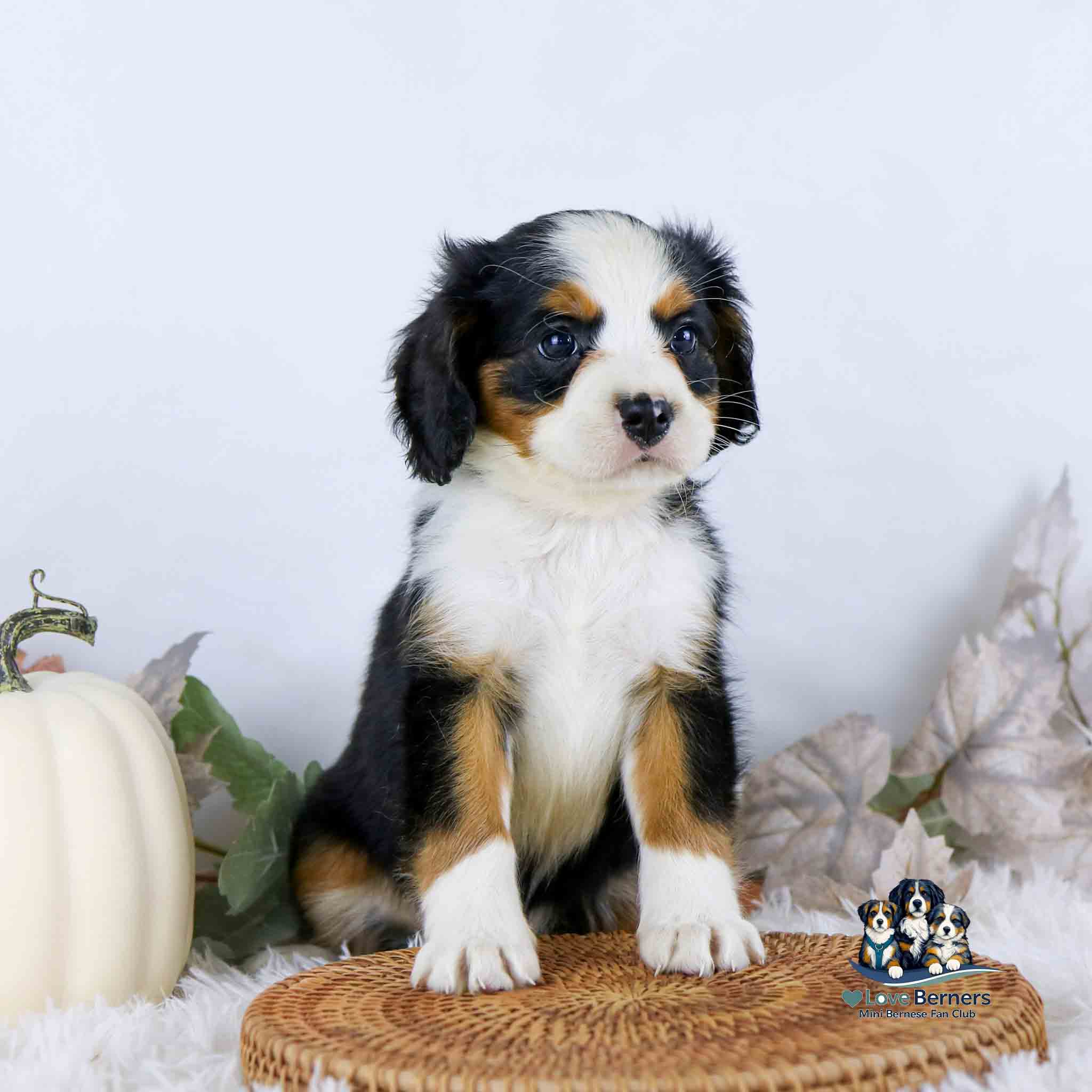 Muffin - thumbnail 3