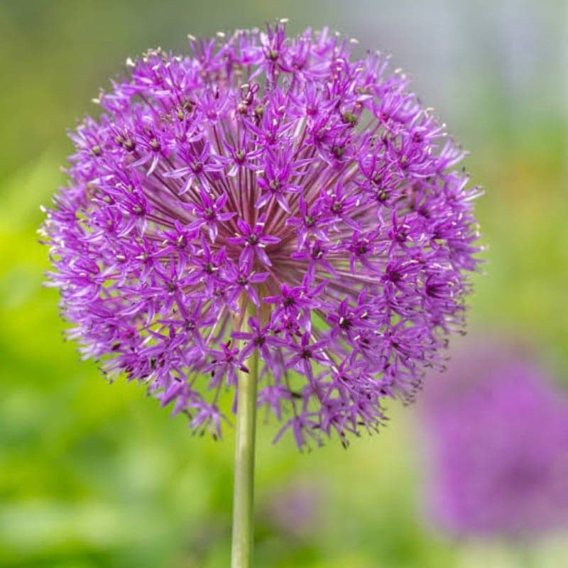 Allium Purple Sensation 5PK