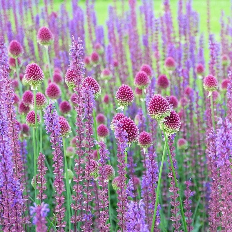 Allium Sphaerocephalon 30PK