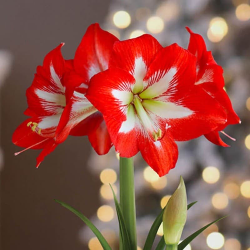 Amaryllis Full House 1PK