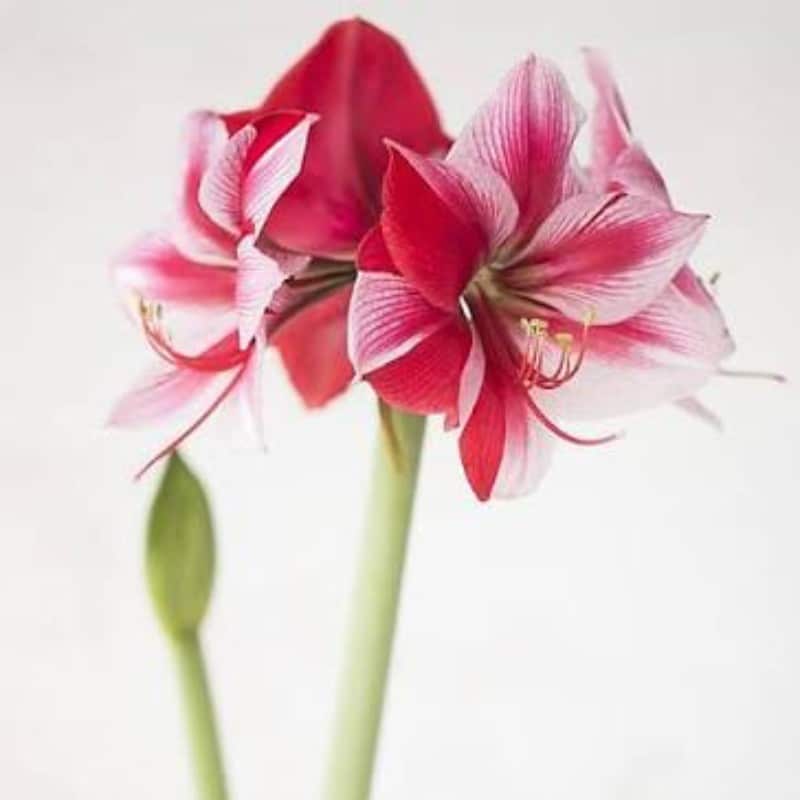 Amaryllis Gervase 1PK