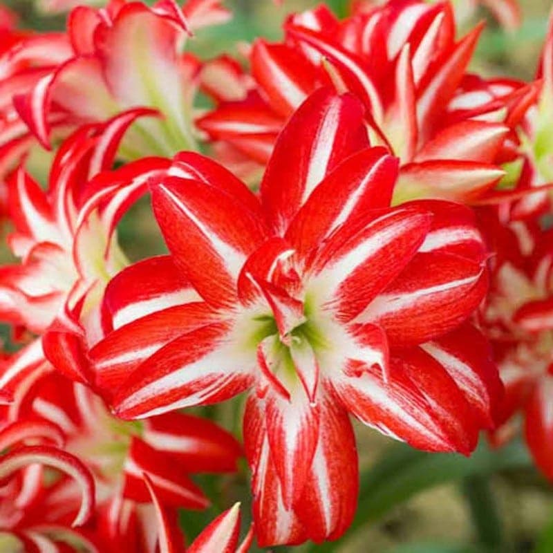 Amaryllis Splash 1PK