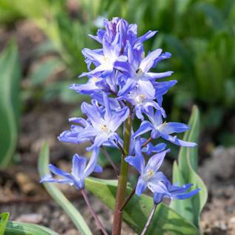 Chionodoxa forbesii 20PK