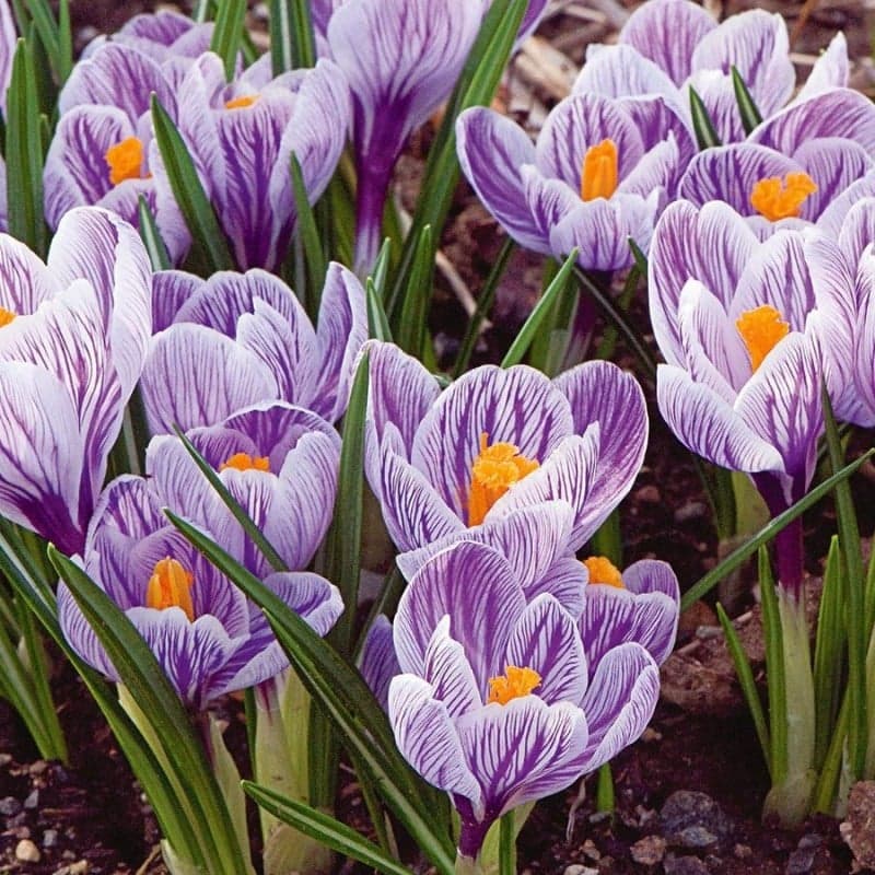 Crocus Pickwick 15PK