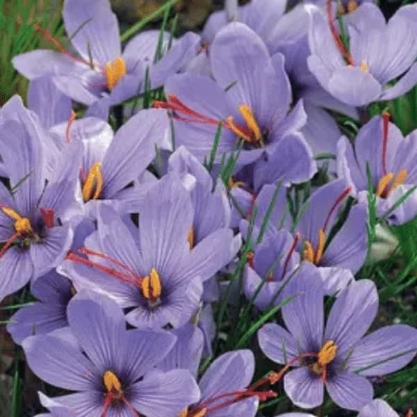 Crocus Saffron 10PK
