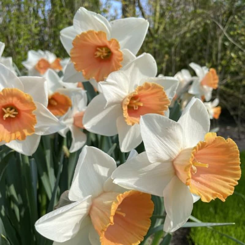 Daffodil Chromacolor 5PK
