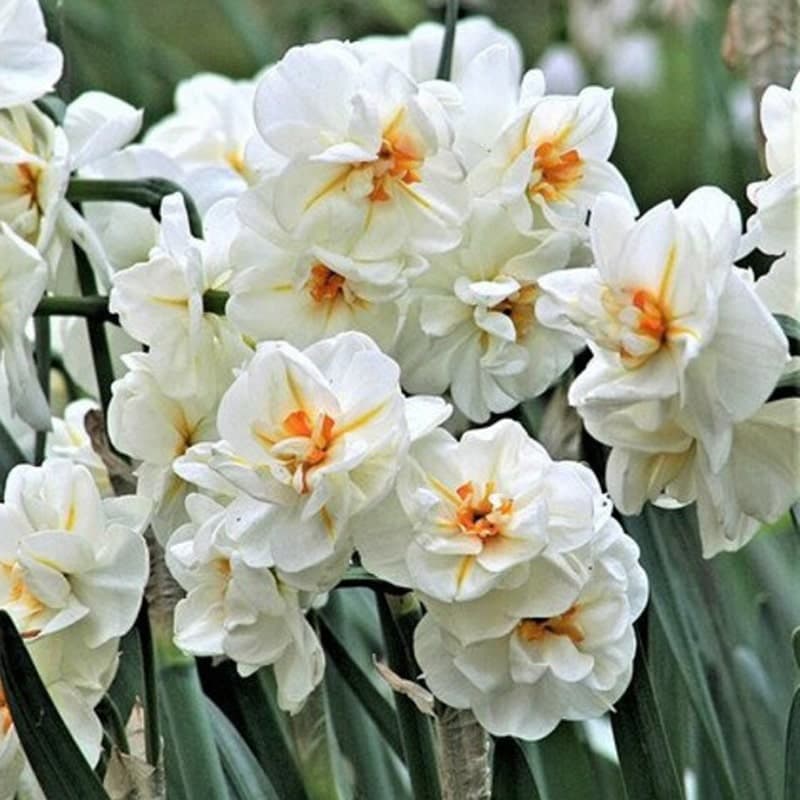 Daffodil Double Poets 5PK