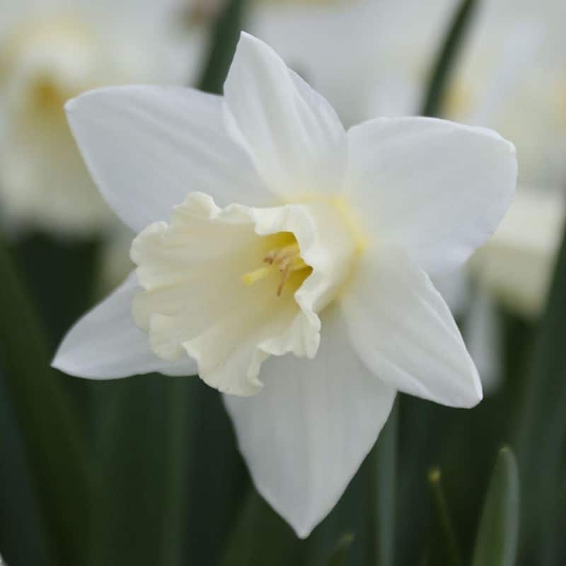 Daffodil Mount Hood 25BG