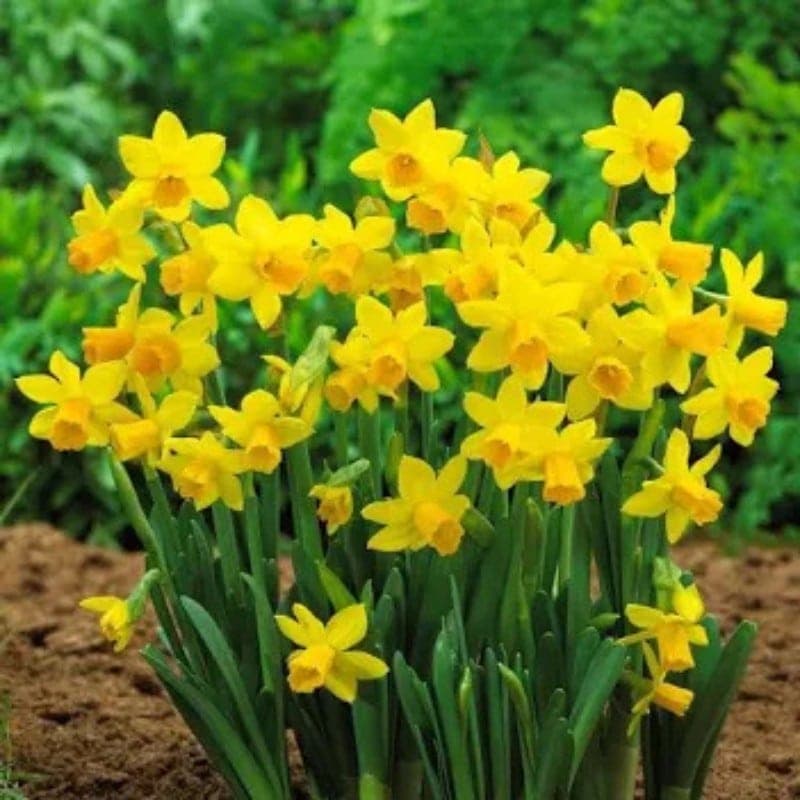 Daffodil Tete a Tete 10PK - thumbnail 2