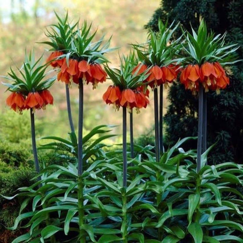 Fritillaria imperialis Rubra Maxima 1PK - thumbnail 2