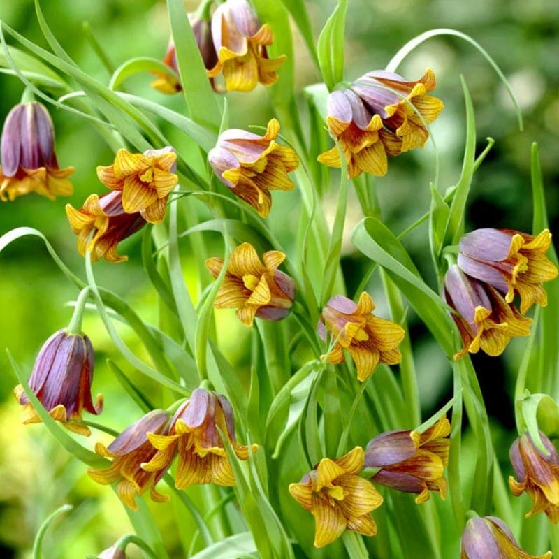 Fritillaria Uva-Vulpis 25PK - thumbnail 2