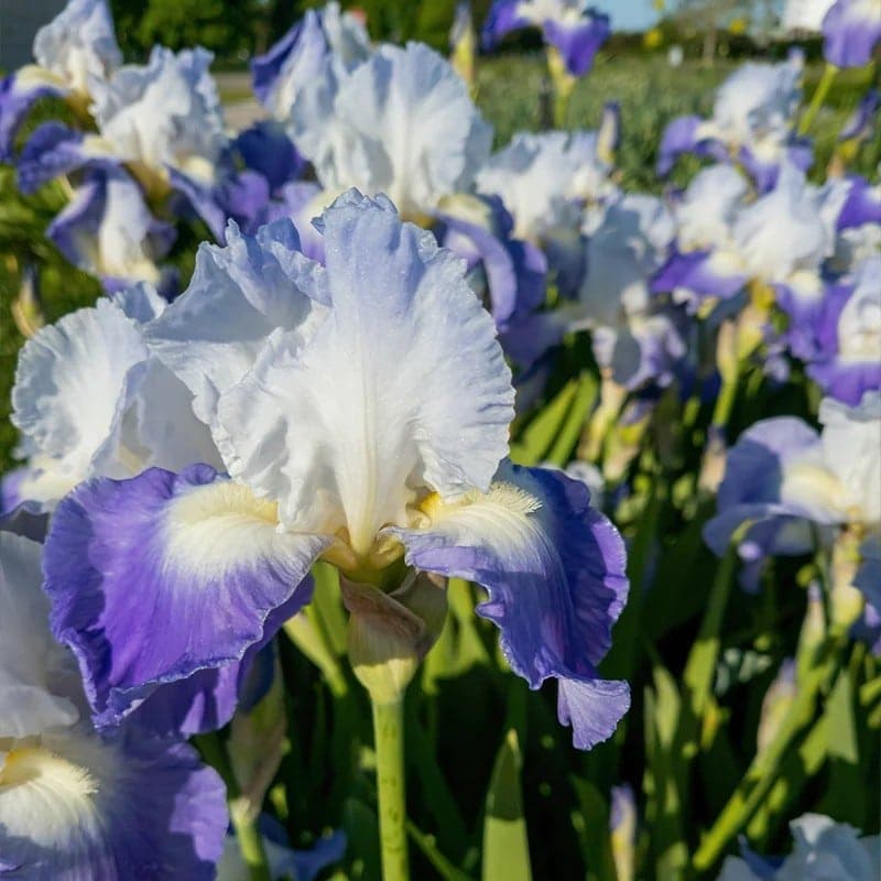 Iris Clarence 1PK