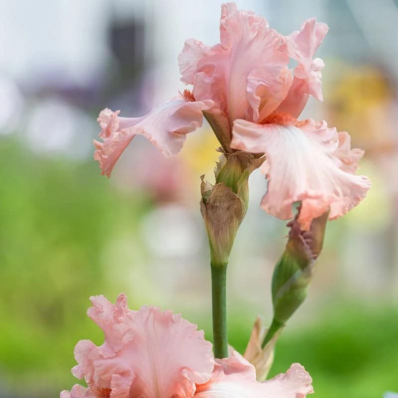Iris Pink Attraction 1PK