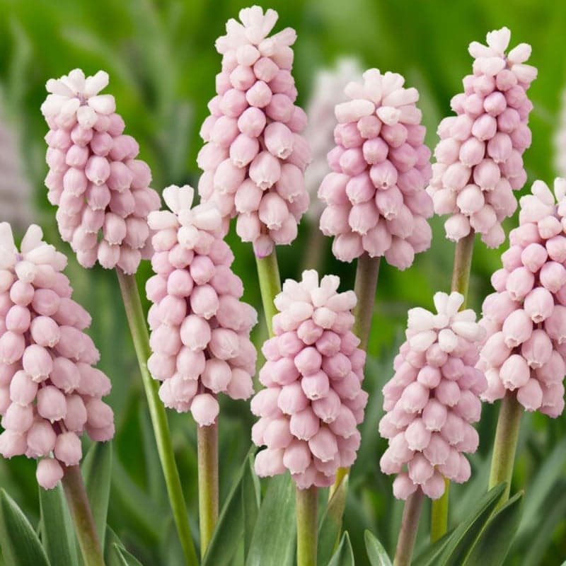 Muscari Pink Sunrise 5PK