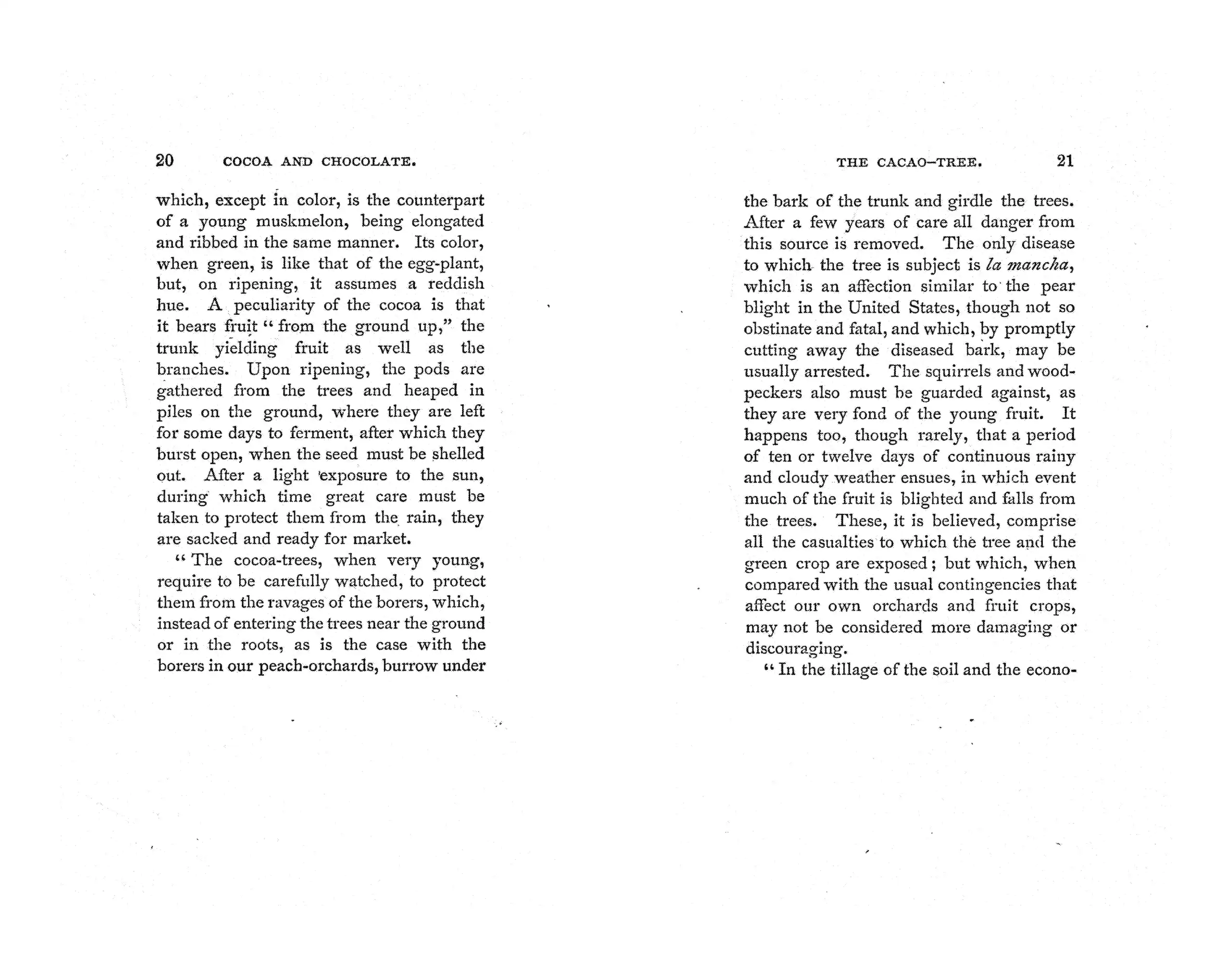 Cocoa and Chocolate (1886) - thumbnail 2