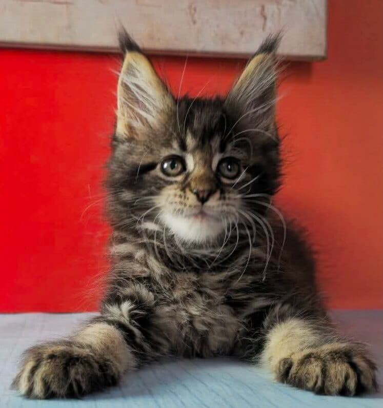 Jolie-Female