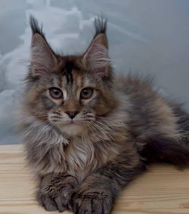 Caramelka-Female