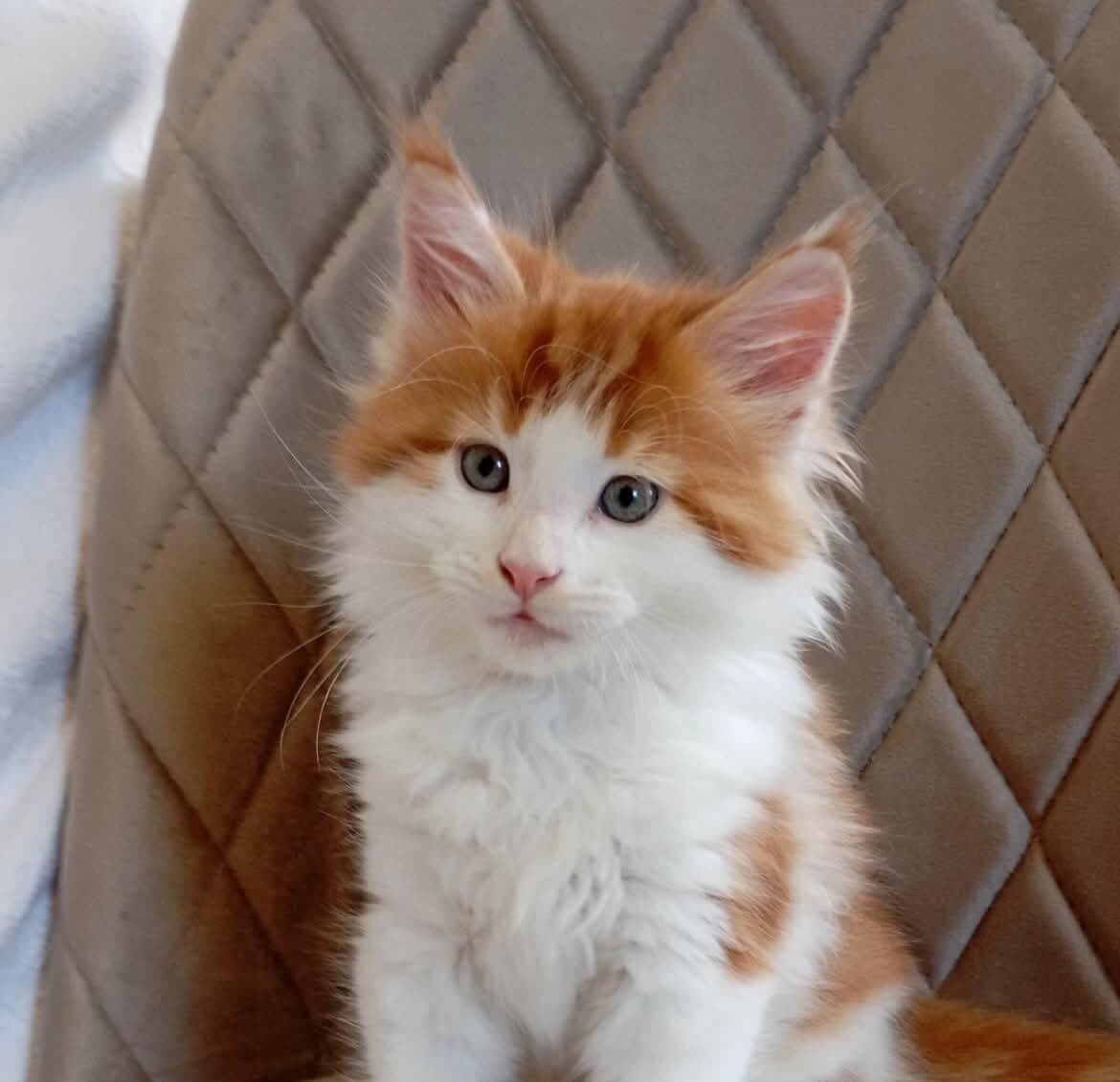 Klaus-Male - thumbnail 10