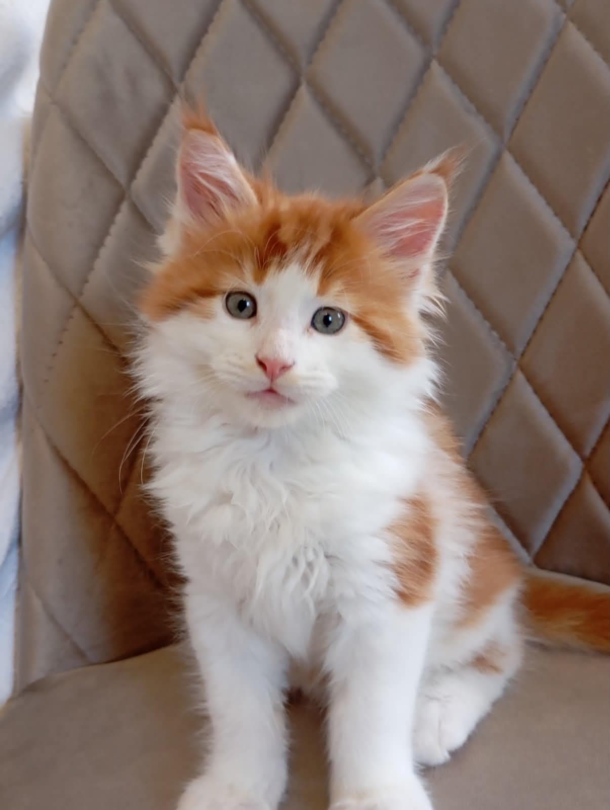 Klaus-Male - thumbnail 9