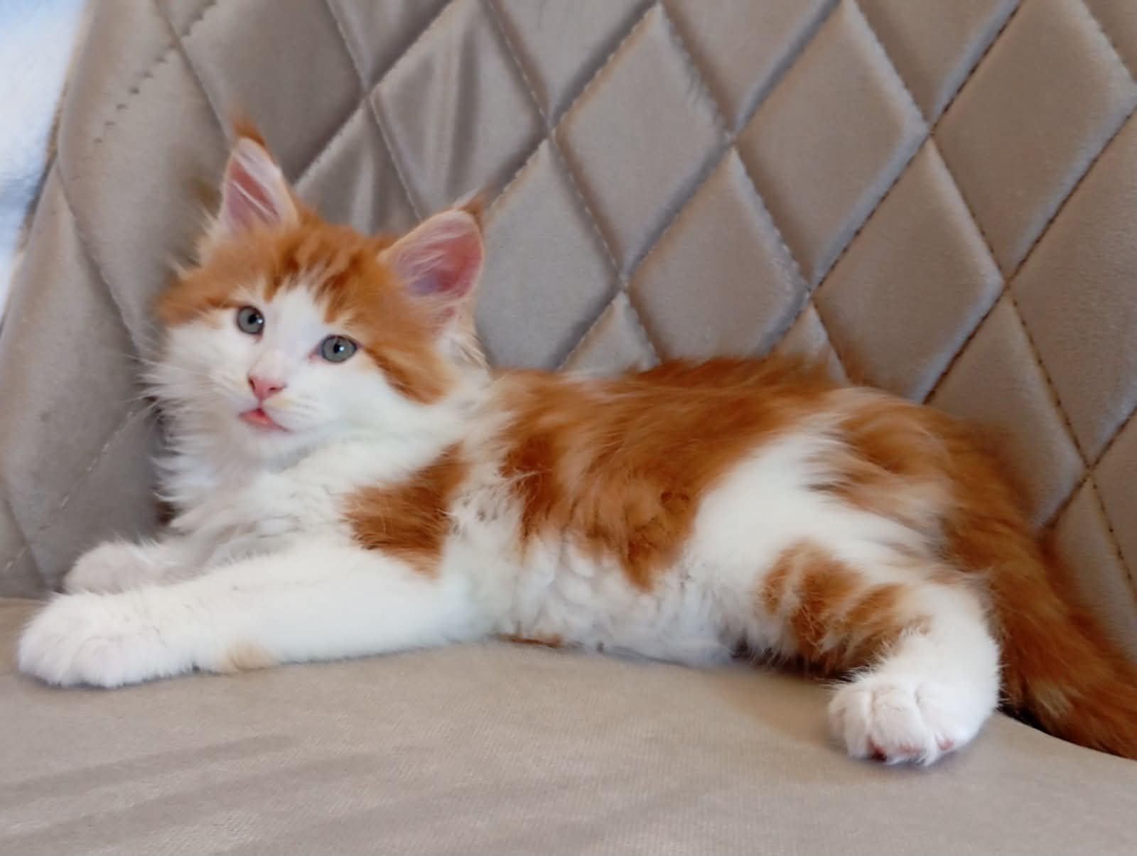 Klaus-Male - thumbnail 8