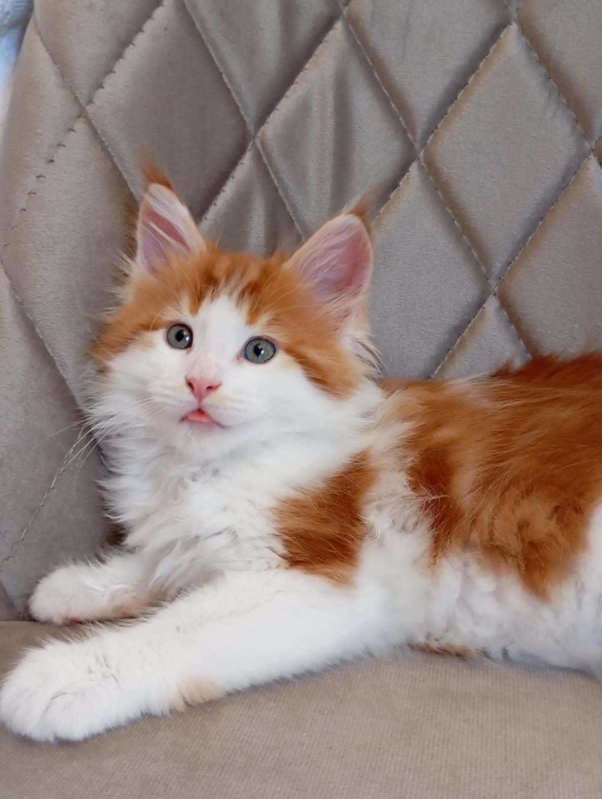 Klaus-Male - thumbnail 7