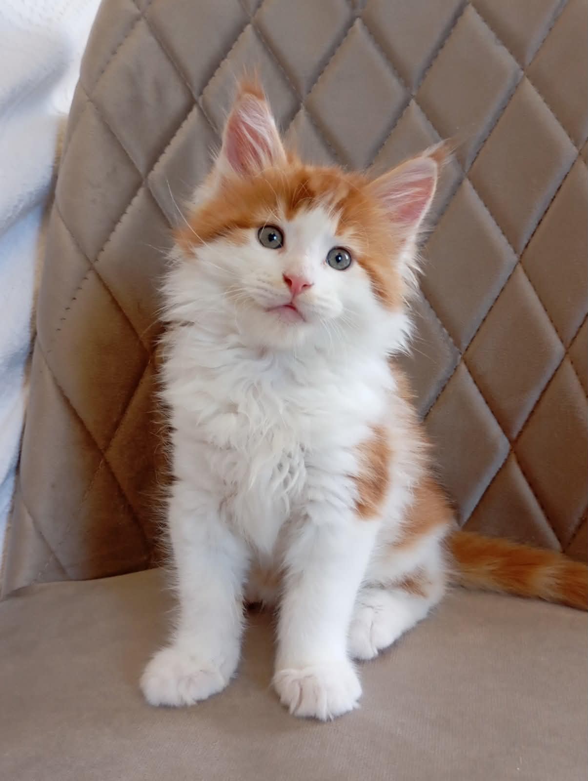 Klaus-Male - thumbnail 6