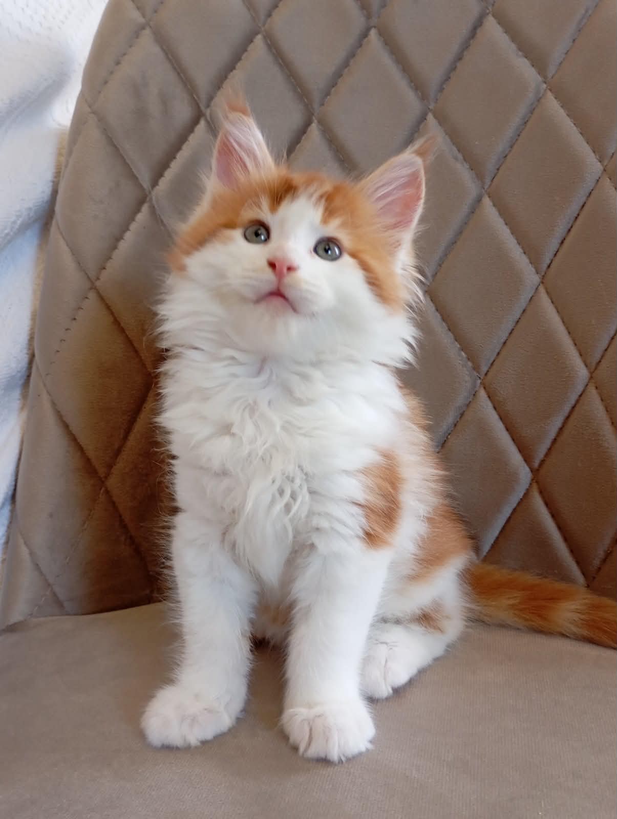 Klaus-Male - thumbnail 3