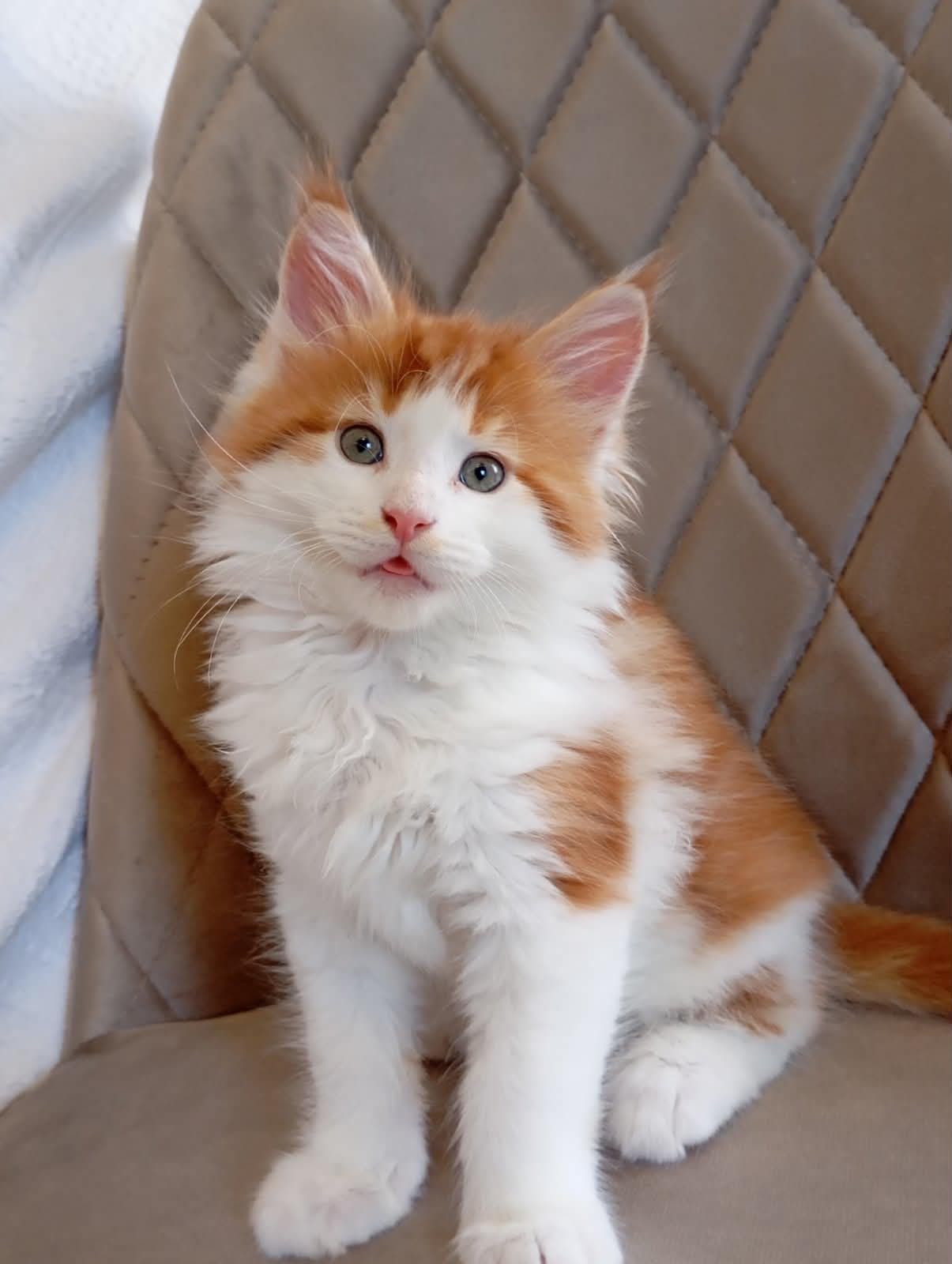 Klaus-Male - thumbnail 2