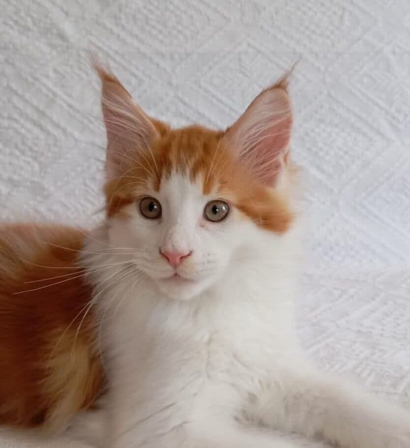 Klaus-Male