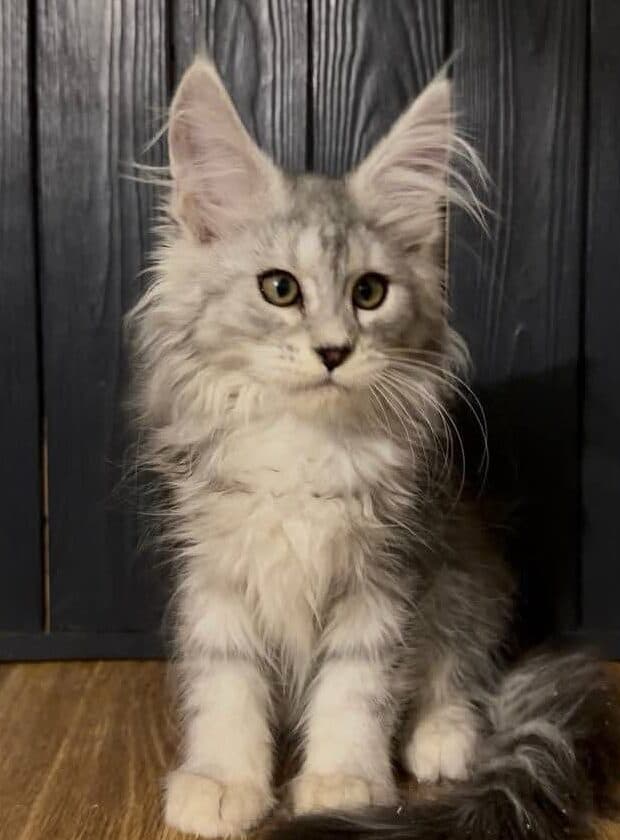 Jara-Female