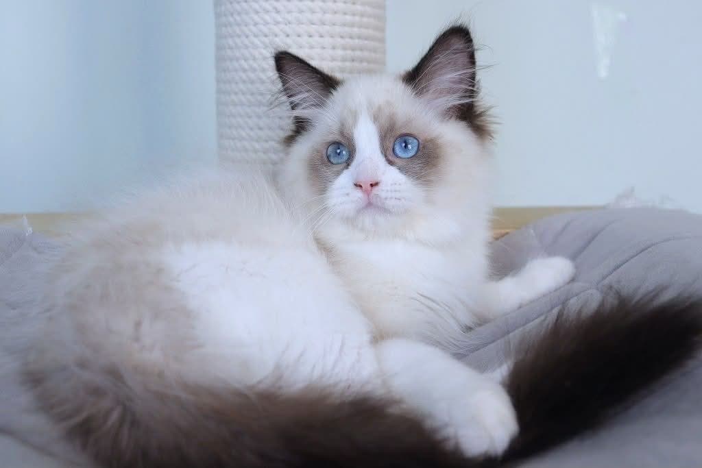 Quto-Male - thumbnail 7