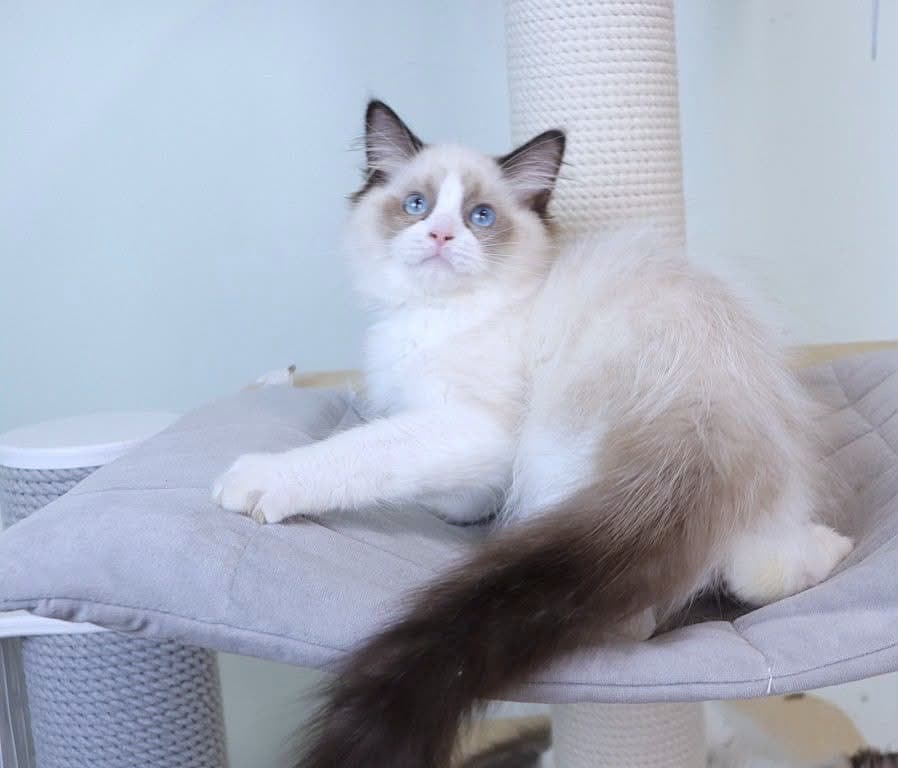 Quto-Male - thumbnail 4