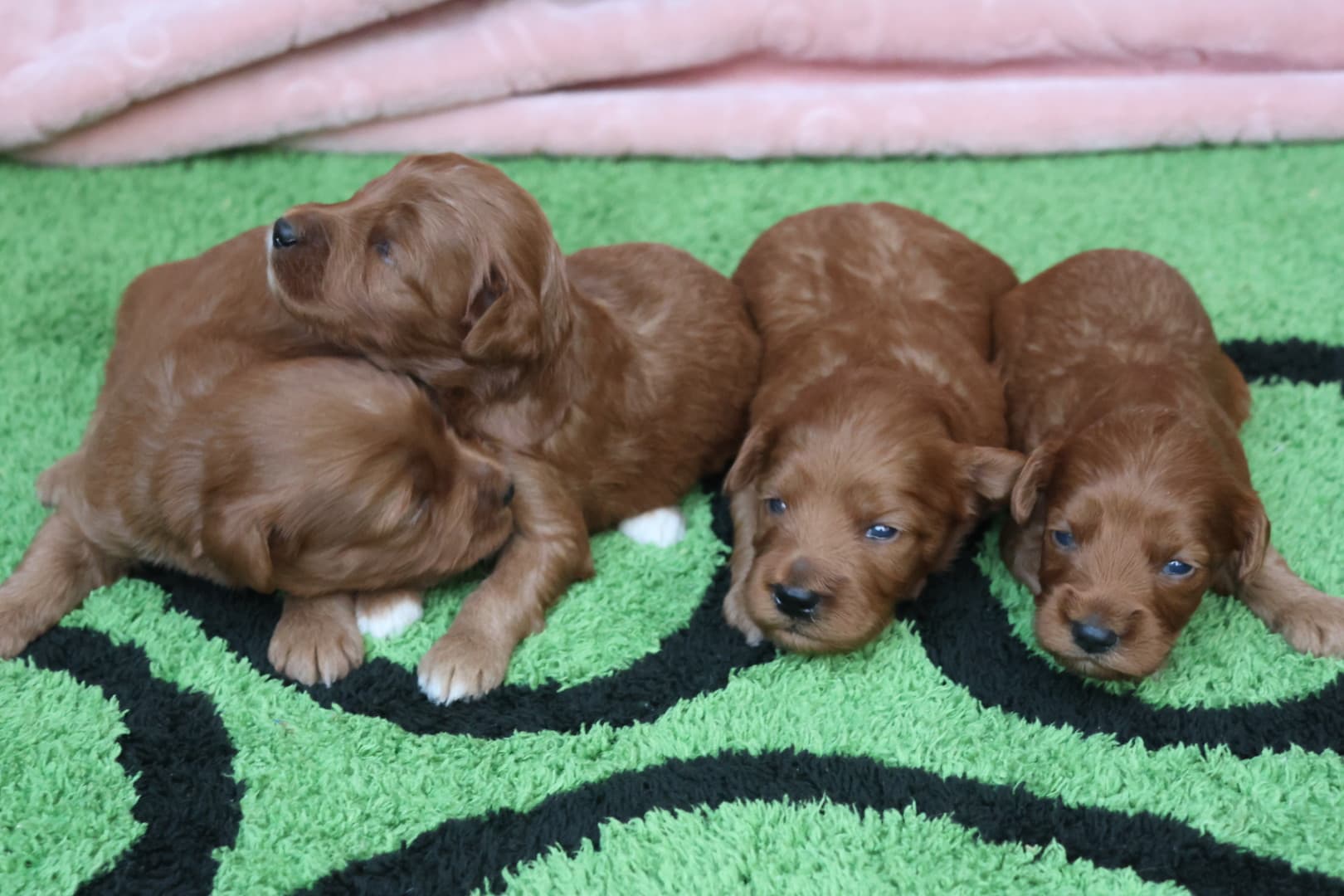BELLA’S BABY BOYS