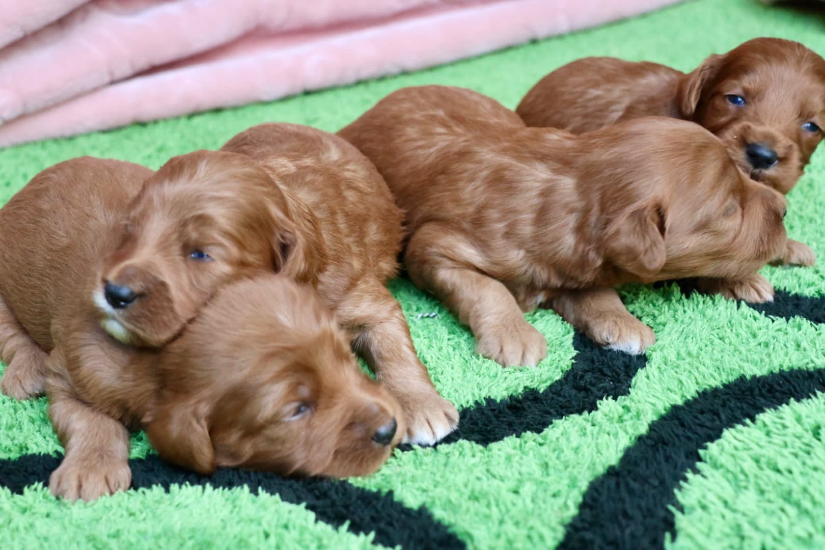 BELLA’S BABY BOYS - thumbnail 6