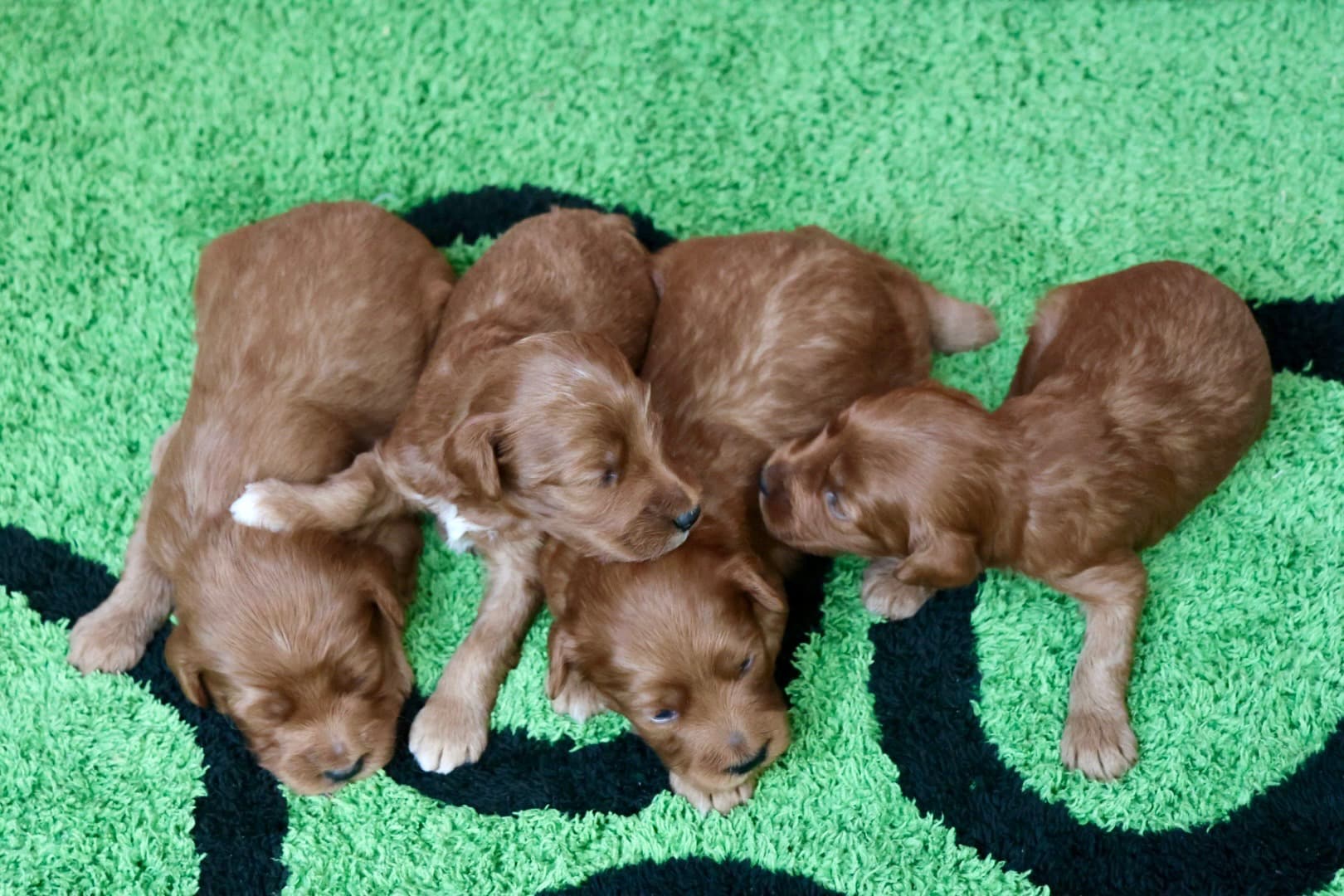BELLA’S BABY BOYS - thumbnail 5