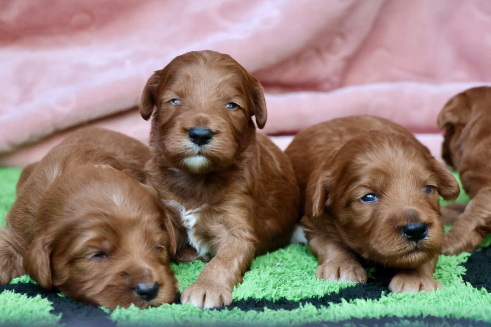 BELLA’S BABY BOYS - thumbnail 7