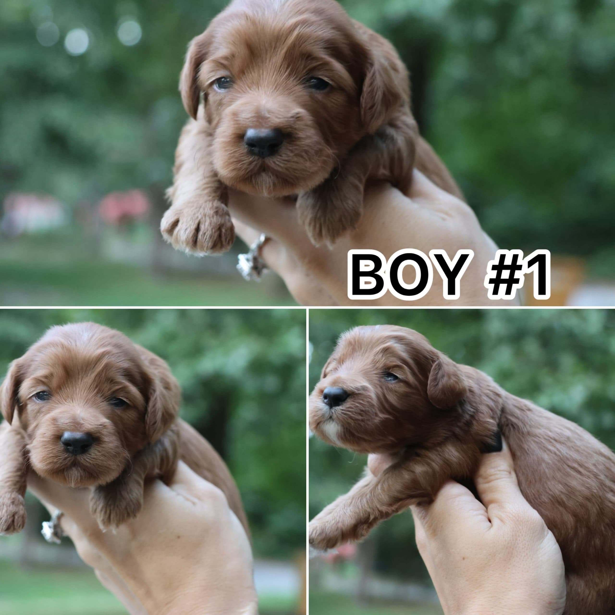 BELLA’S BABY BOYS - thumbnail 2