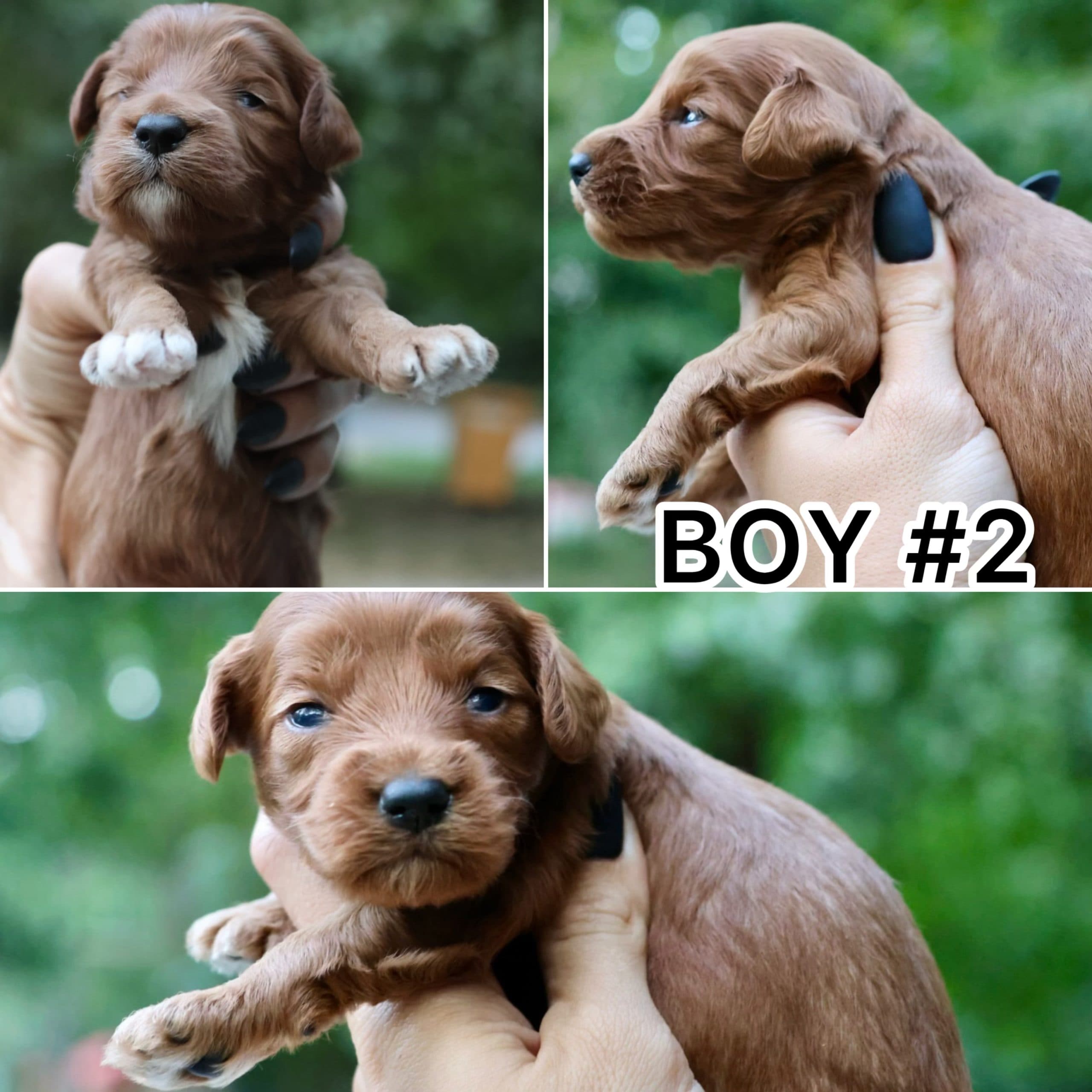 BELLA’S BABY BOYS - thumbnail 3