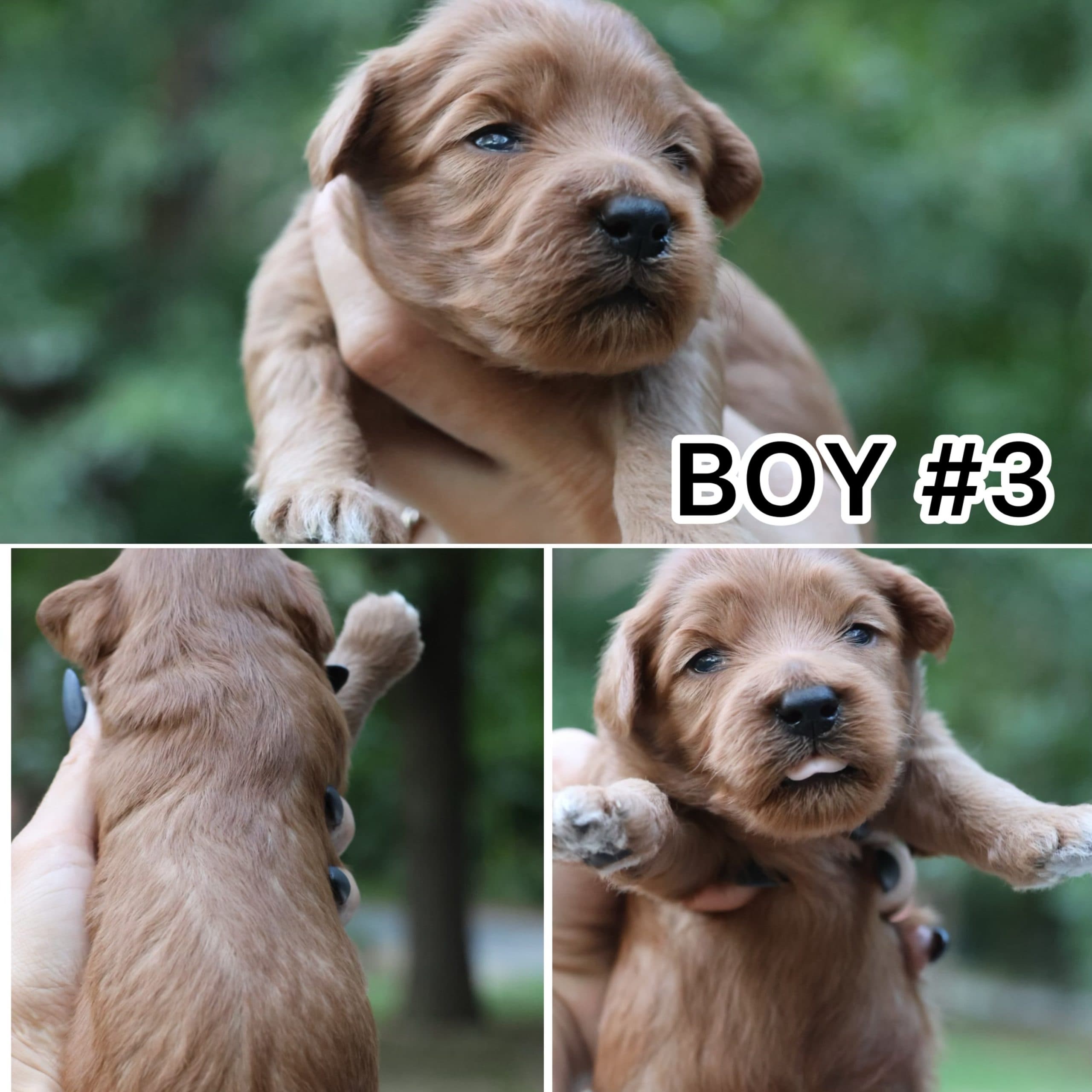 BELLA’S BABY BOYS - thumbnail 4