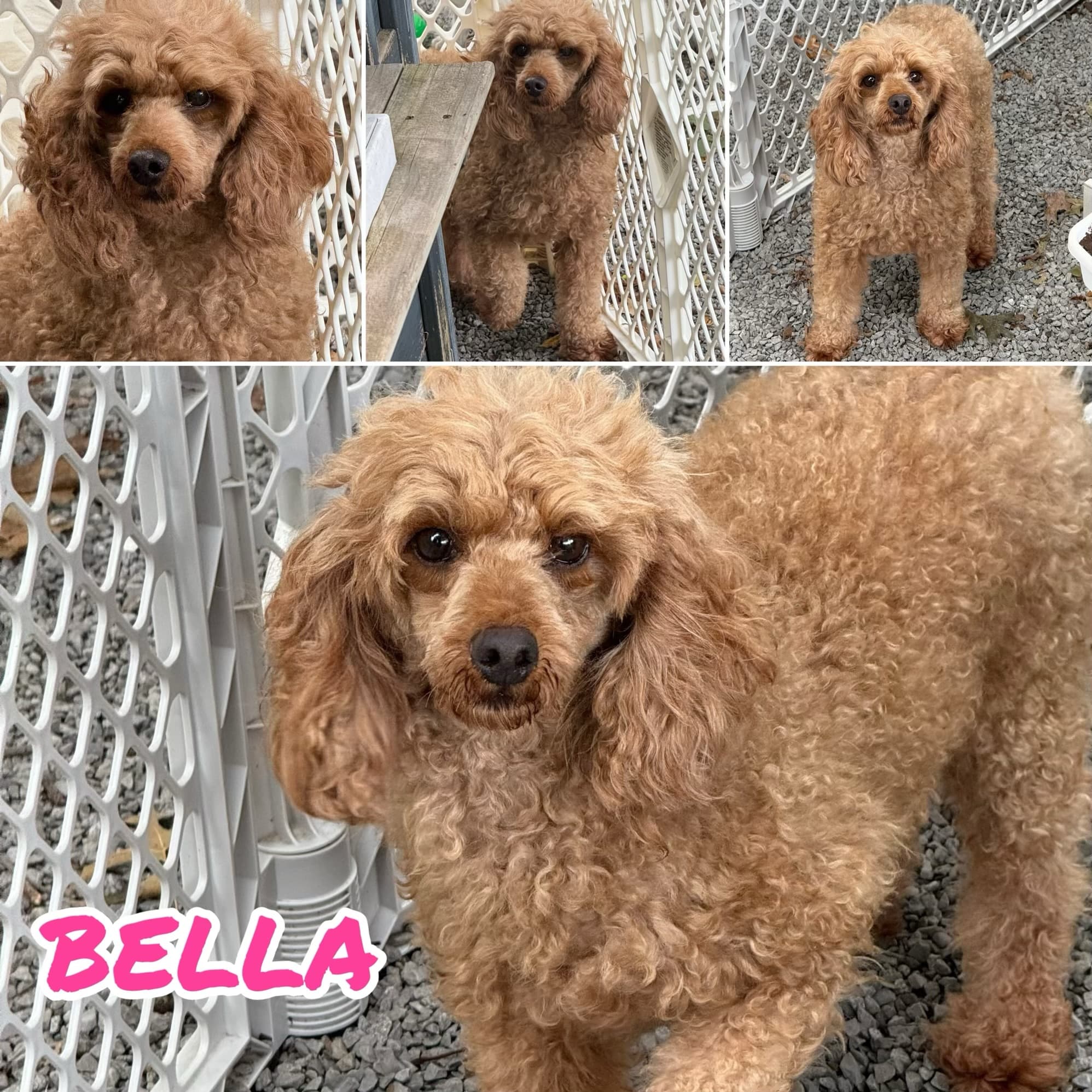 BELLA’S BABY BOYS - thumbnail 9