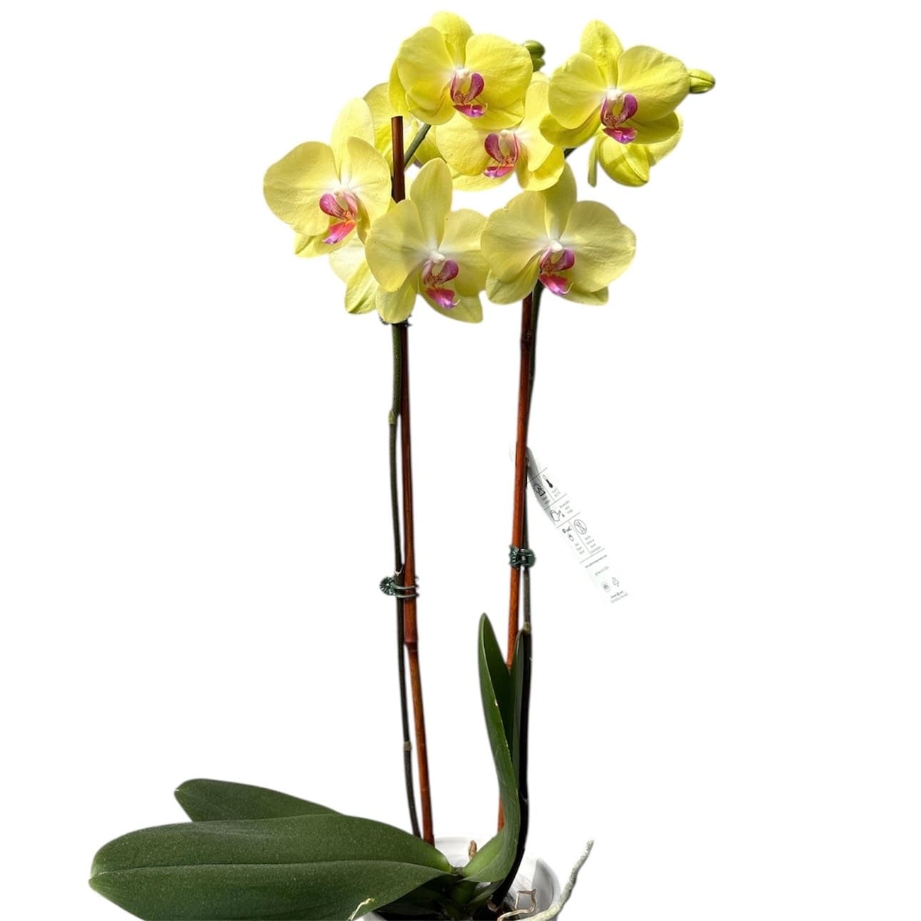 Orchid, Yellow – Pot 5″