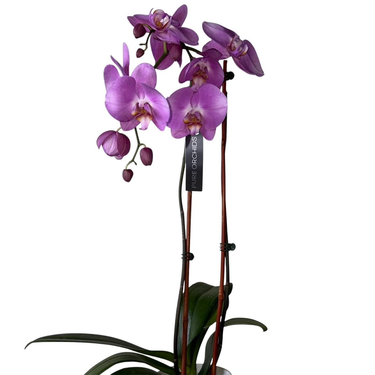 Orchid, Purple – Pot 5″