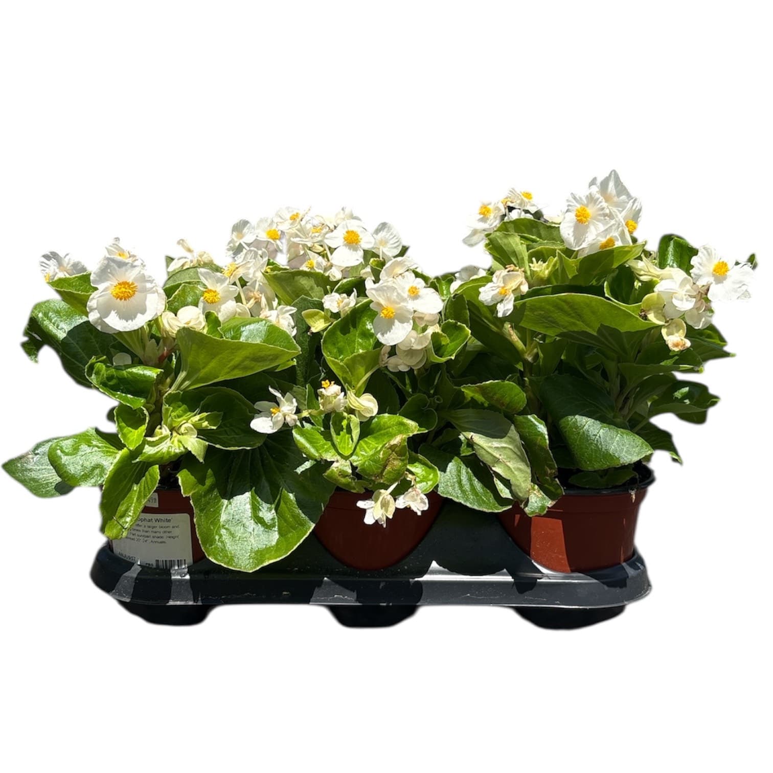 Begonia ‘Tophat White’ – 6″ Pot – 6pk