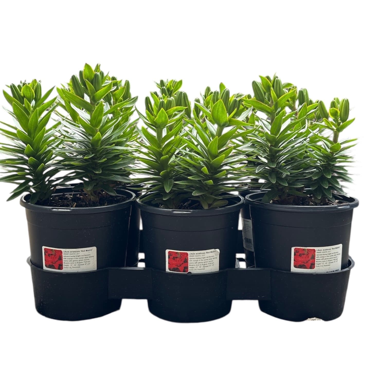 Lily-Asiatic ‘Red Matrix’ – 1 Gallon – 6pk